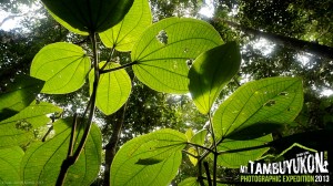 Mount Tambuyukon Expedition  